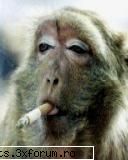 Funny Pictures - ce maimutza oare cine io dat tigara?!?! - Forum Chat